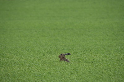 Grauw, grijs en somber. Toch liet dit haasje zich even in de verte zien en met een 500 mm lens ben je dan ook wel het haasje.