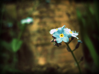 Deze stonden in de tuin bij mijn tante en oom. Ik zette de camera op macro, f/2.8 erbij en schieten maar.