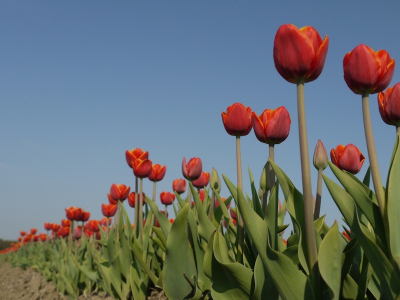 Vanochtend een hele serie foto's gemaakt van onze prachtige bloeiende tulpenvelden in de polder. Met dit mooie weer moeten we snel wezen, want de eerste velden zijn alweer gekopt (weet nu dat deze niet op de site hoort...nouja..)