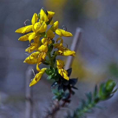Twee kleine groepjes stekelbrem vormden vanmiddag de enige kleur in het Buurserzand. Plat op de buik dus, 105 mm macro en hoekzoeker. Lastig om van die kleine laag groeiende bloempjes toch nog een toonbare foto te maken. Deze leek mij de beste van de serie, benieuwd wat jullie vinden.
