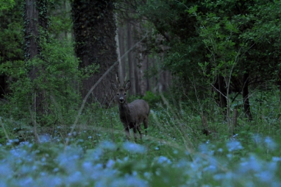 Reeds een 10 tal minuutjes na zonsondergang , net op het moment dat je denkt dat het weer voor een ander   keertje zal zijn,  gehurkt in een decor van blauwe bloemen.