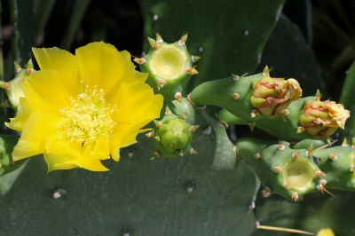 Deze cactus groeide tussen de bosjes langs het strand.
De vruchten worden voor alles gebruikt: als groente, voor medicijnen en zelfs wordt er alcohol van gestookt.
Daar ben ik nog niet aan toegekomen.