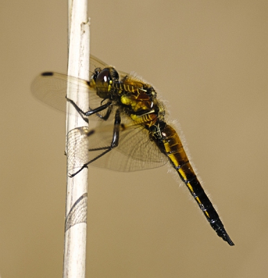 Tijdens een wandeling in een prachtig stukje Friesland kwam ik deze viervlek tegen. Ik had geen statief bij me dus ik moest de 300mm uit de losse hand bedienen. Gelukkig hielp de felle zon een beetje.