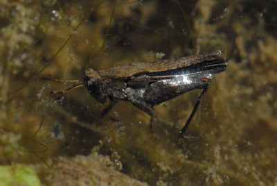 In Houten zag ik pas dit insect dat zich door het water bewoog. Terwijl ik ernaar keek en me afvroeg wat het wasm kwam het helemaal naar de oppervlakte.
Het ziet er een beetje uit als een onderwater-sprinkhaan, maar die bestaan natuurlijk niet.
Wie weet wathet is?