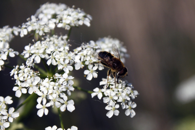 Het was vandaag een mooie zonnige dag en ik had besloten om eens insecten en dan vooral bijen en hommels te gaan fotograferen en toen zag ik deze op deze prachtige witte bloem zitten!