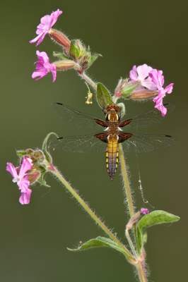 Was voor de geoorde fuutjes op pad maar kwam terug met voor mij het eerste platbuikje van dit jaar.
Macro niet bij me dus geschoten met de Canon 500mm + 1,4X TC