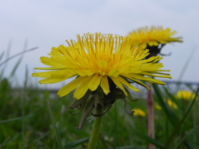 wisselend bewolkt. De bedoeling was om met verschillende scherptedieptes een paardebloem te fotograferen. Bij deze foto kwamen de meeldraden het beste uit. Op de achtergrond is de spoorbrug over de Ijssel vaag zichtbaar.