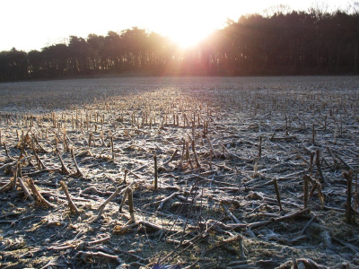 Het was een mooie zonsopgang, en de hoek die ontstond door de zon die tussen de bomen doorkwam vond ik ook de moeite waard.