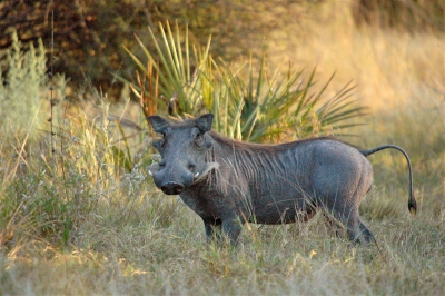 Tijdens een game-walk die vroeg in de morgen begon kwamen we dit wratenzwijn ('vlagvarken' in het Afrikaans) tegen. Hij bleef met een soortgenoot rustig rondscharrelen en stoorde zich niet aan een paar langslopende toeristen.