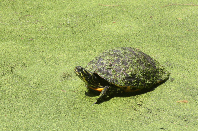 Van deze schildpadden zag ik tot nu alleen de kopjes boven water. Deze kroop uit het kroos in het zonnetje.