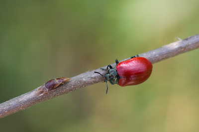 Tijdens een wandeling in natuurgebied Kampina kwamen we dit haantje tegen. Ik had hem nog nooit gezien. Ook deze kevers zitten niet bepaald stil, maar het is toch gelukt er een paar plaatjes van te schieten, waarvan dit de leukste was. Gemaakt vanaf eenbeenstatief, raw naar jpeg. Rechts en boven een randje eraf. Verkleind en verscherpt in PS.