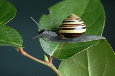 <i class='fa fa-user'></i> ivro | Zwartgerande Tuinslak  <i class='fa fa-eye'> 115</i>   <i class='fa fa-comment-o'> 2</i>