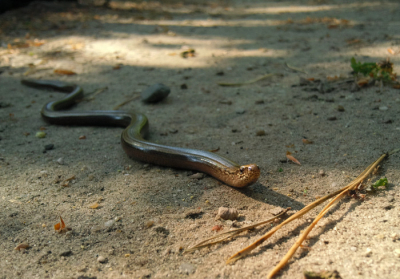Op Koniginnedag een kleine 20 km gewandeld door de bossen tussen Uchelen, Hoenderlo en Hoog Buurlo. Ik had geen camera bij me, maar wel een mobiele telefoon. Ik dacht, heel misschien toch wat, voor Nederpix? :)