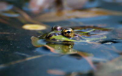 Op mijn buik liggend aan de oever, kon ik deze groene kikker fotograferen. Gelukkig keek deze kikker meer in mijn richting. Een 
"bladvrij" water was nog het mooiste geweest, voor een nog mooiere weerspiegeling.
