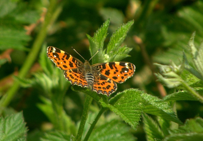 Onderweg naar een lezing van Bas Meelker even gestopt op een parkeerplaats tussen Ommen en Den Ham. Daar deze foto gemaakt.