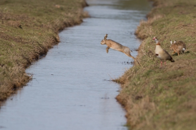 Een stelletje hazen verbleef aan de ene kant van de sloot; boer kwam het land inlopen en ik dacht toen: ze wippen straks over de sloot; en zo geschiede.