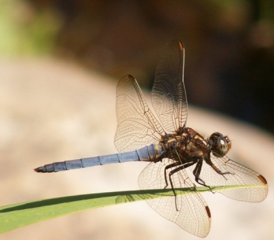 <i class='fa fa-user'></i>&nbsp;jannie&nbsp;| Beekoeverlibel&nbsp; <i class='fa fa-eye'>&nbsp;134</i> &nbsp; <i class='fa fa-comment-o'>&nbsp;1</i>