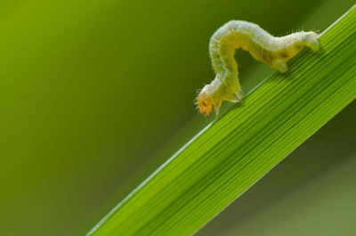 Ik zal vast niet de enige zijn die deze rupsen de afgelopen tijd massaal is tegengekomen. Zo kwam ik deze ook tegen. Het duurde even voordat ik een rups vond die naar wens zat. Deze zal uit de boom zijn gevallen en liep mooi over dit grassprietje.
Ze zijn niet erg snel, dus tijd genoeg om me eens even uit te leven op deze toch wel bijzondere beestjes.