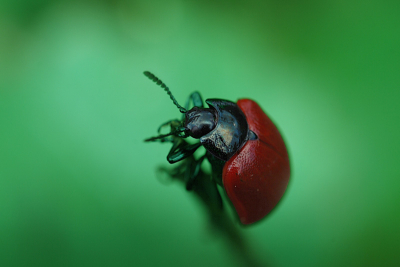 Dit populierenhaantje trof ik aan op wat opschot van ratelpopulier in een oude leemwinning. Genomen vanaf statief.