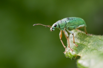 Ze zijn weer terug in onze tuin te vinden. Heb me vorig jaar ook vermaakt met deze Kevertjes. Maar dit jaar heb ik ook de middelen om ze vast te leggen.