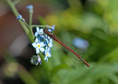 Rond de tuinvijver vloog een aantal van deze libellen. Deze zocht even de rust op van een vergeet-me-niet.