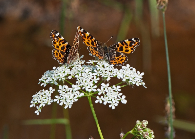 Het Spik is een klein, beschut gelegen natuurgebiedje, ideaal voor insecten. Vanmiddag vlogen er nogal wat landkaartjes rond. Net toen ik had scherpgesteld op de ene kwam er een tweede gezellig naast zitten. Deze is m.i. de beste van de serie van vijf.