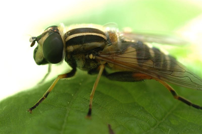 Sinds gister ben ik in het bezig van een Tamron 90mm Macro lens. Ondanks het slechte weer had ik vandaag even geluk dat er deze in onze tuin kwam rusten. Heel veel foto's gemaakt waarvan slechts een paar scherp. Natuurlijk moet ik nog goed oefenen en wachten tot mijn statief komt.

Nikon D70, Tamron 90mm Macro + soligor tussenringen uit de hand - 1/125s, F11, Flash fired