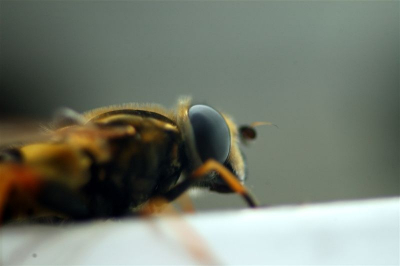 Een stoere zweefvlieg...
Gemaakt uit losse hand met Nikon D70s, Tamron 90mm Macro
(1/125s,F5.6, macro-modus, flash fired)