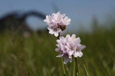 Toen we aan het struinen waren toen zag ik deze bloemen staan. Ik had mijn andere lens erop gezet. En deze foto is het resultaat, ben benieuwd wat jullie ervan vinden!