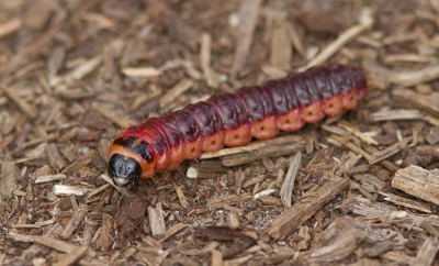 Tijdens een bezoek aan het vogelpark in Picardie kwamen we ook deze grote rups tegen. Ik hoop dat iemand me kan helpen deze te indentificeren.