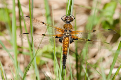 Tijdens een vroege wandeling vloog er een libel voorbij en ging in het gras zitten. Ondanks dat 100-400 misschien want minder is als macro lens ben ik zeer tevreden met het resultaat.