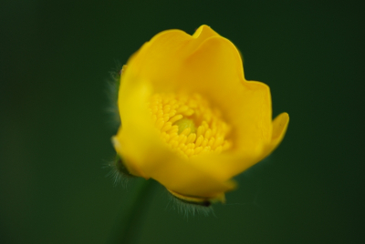 tijdens avondwandeling in waarderhout (bos) kwam ik deze boterbloem tegen . deze was de blaadjes voor de avond aan het sluiten en de achtergrond was mooi groen.
