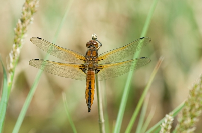 Gisteren ben ik met een speciale excursie meegeweest naar de Weerribben om de donkere waterjuffer te zien. Deze is zeer zeldzaam en mag hier niet geupload worden. Maar we zagen natuurlijk nog veel meer libelles vliegen, waaronder dit verse mannetje wat even stil bleef zitten. Gemaakt vanaf eenbeenstatief, raw naar jpeg, kleine uitsnede, verkleind en verscherpt. 

Voor foto's van de excursie, zie mijn website. 

http://www.sylviarousse-natuurfotografie.nl