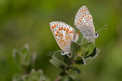 Afgelopen donderdag naar de Voornse duinen geweest. De wind was een beetje spelbreker, maar af en toe lukte het toch om iets scherp op de foto te krijgen. Dit stelletje bleef lang genoeg stil zitten om er een foto van te maken. Gemaakt vanaf eenbeenstatief. Raw naar jpeg, kleine uitsnede, verkleind en verscherpt.