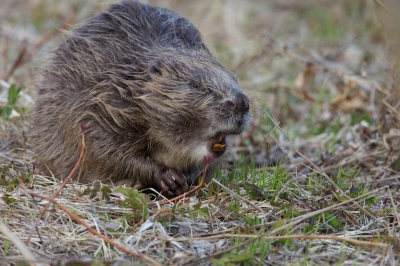 Bever, in het wild gefotografeerd. Met wat geluk, geduld en wat tijd kom je een heel eind!