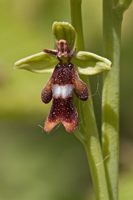 Een hele kleine orchidee waar je oog echt op moet vallen. Op een helling van een bosrand stond ie eenzaam en alleen te bloeien.
Vanaf een laagstandpunt genomen met een 100mm macro lens.