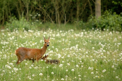 Vandaag een topdag gehad! Tijdens het uitzetten van een wandeltocht in het Buurserzand hoorde en zag ik al wielewalen en koekoeken, een slechtvalk en reeën. Op weg naar huis nog een groep van 6 ruziënde hazen gefotografeerd en als klap op de vuurpijl een reegeit met kalf. Mijn dag kan niet meer stuk!
