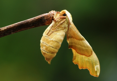 Lindepijlstaart zat in de achtertuin op een takje. Foto genomen met Nikon D300s, Sigma 180mm macro uit de hand, F5.6 1/50 sec, ISO 200