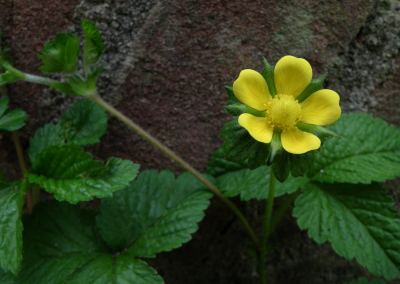 De achtergrond is een muurtje in de achtertuin. Ik had voldoende steun om de foto uit de hand te kunnen nemen.