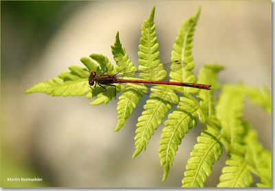 helder en zonnig weer in eigen tuin, langs de sloot.