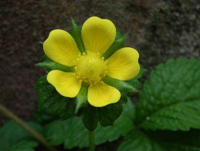 Genoeg steun om de opname uit de hand te nemen.  Achtergrond is een muurtje in de tuin.