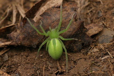 Vandaag deze prachtige spin gefotografeerd. 
Wie weet wat het is?