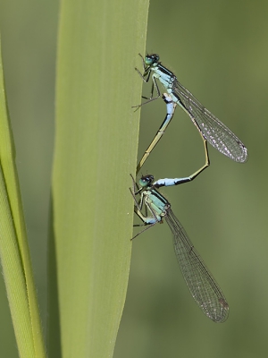 Nog eentje van de Voornse duinen. Deze twee bleven lekker hangen, waardoor ik een aantal opnames kon maken. Gemaakt vanaf eenbeenstatief. Raw naar jpeg, verkleind en verscherpt in PSE.