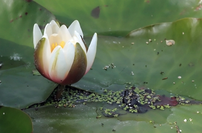 Waterlelie bij ons achter in de sloot