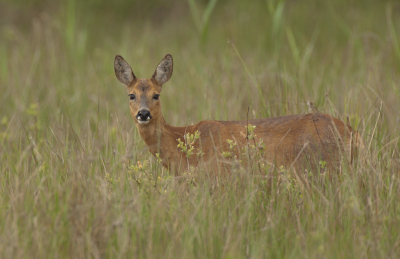 Ik was zo druk bezig met het fotograferen van roodborsttapuiten dat ik deze ree bijna over het hoofd zag, toch nog een paar foto's kunnen maken voordat zij weer in het bos verdween.
