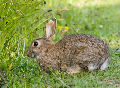 Ik was eigenlijk op zoek naar wat vogeltjes maar het waaide wat te hard. Vandaar dan maar een konijntje die daar gelukkig weer edelijk vaak voorkomen