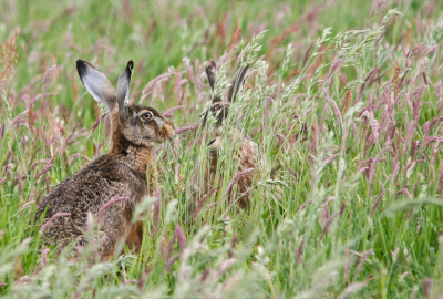 Het is door het hoge gras lastig geworden om de hazen goed op te foto te krijgen. Terwijl de rest zich tussen het hoge gras verscholen zat, zat deze net op een open stuk zodat die toch nog op de foto kon.