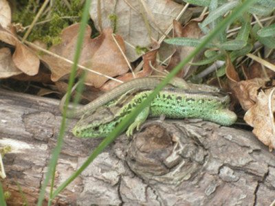 De weersomstandigheden waren droog en zonnig op deze zondag 15 mei 2011. De hagedis bleef rustig zitten bij het benaderen.