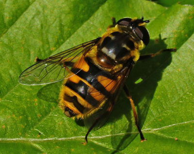 tamelijk zonnig weer, met macro-lens. Daarna enigszins gecropped op de pc. Enigszins onderbelicht