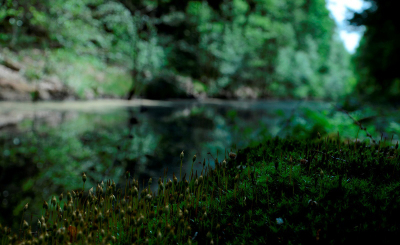 met een laag diafragma getal dus weinig scherpte diepte en manual focus op het mos